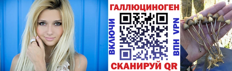 блэк спрут как войти Видное Галлюциногенные грибы Psilocybe